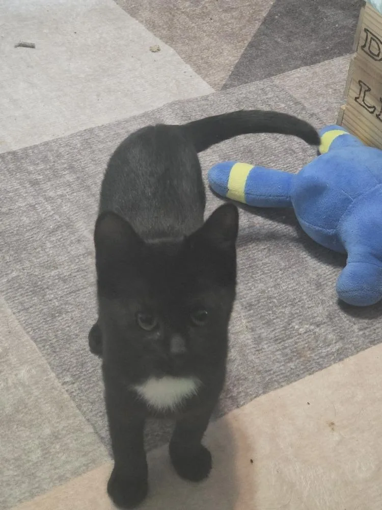 A baby small-sized male Domestic Short Hair cat named Mr.Man for adoption in Lincoln Park, MI