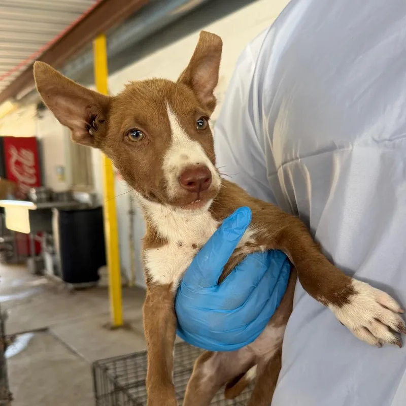 A baby small-sized female Brown / Chocolate Pit Bull Terrier dog named Pichu for adoption in Edinburg, TX