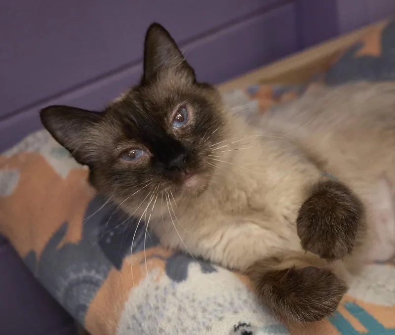 An adult medium-sized female Siamese cat named Starlight for adoption in Santa Barbara, CA