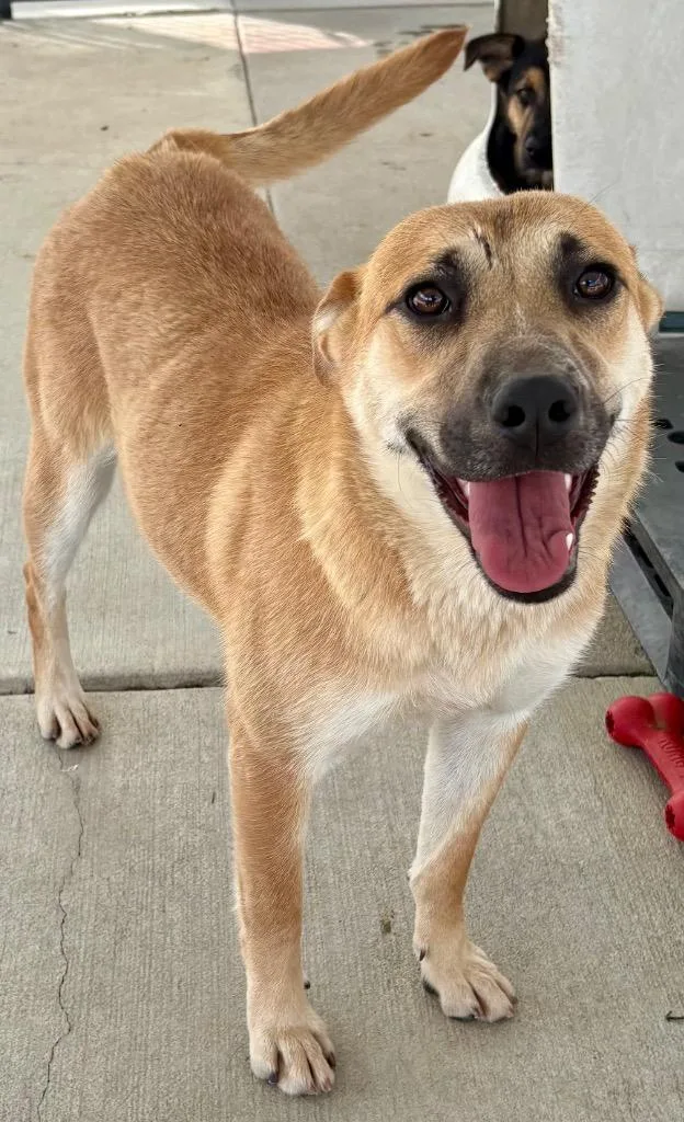 A baby medium-sized female Cattle Dog dog named Prezlie for adoption in Fort Lupton, CO