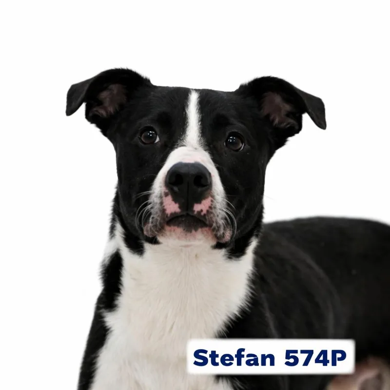 Stefan thumbnail 3