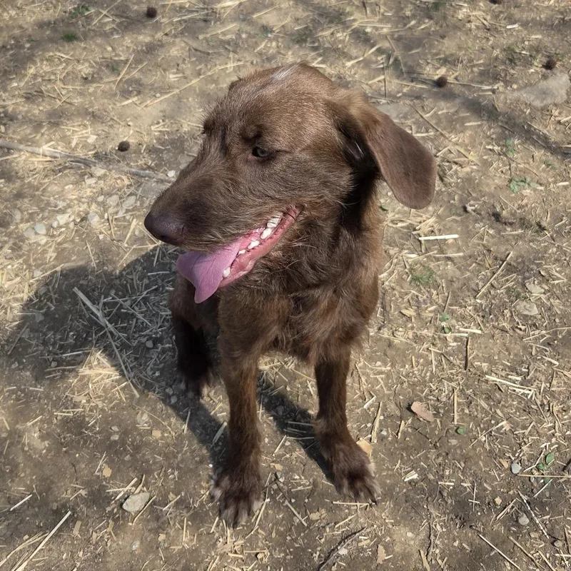 A young medium-sized female Labrador Retriever dog named Sota for adoption in Minneapolis, MN