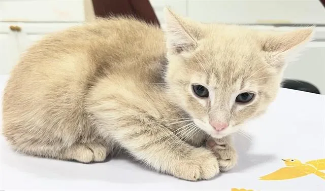 A baby small-sized male Domestic Short Hair cat named Biscuit for adoption in Upper Marlboro, MD