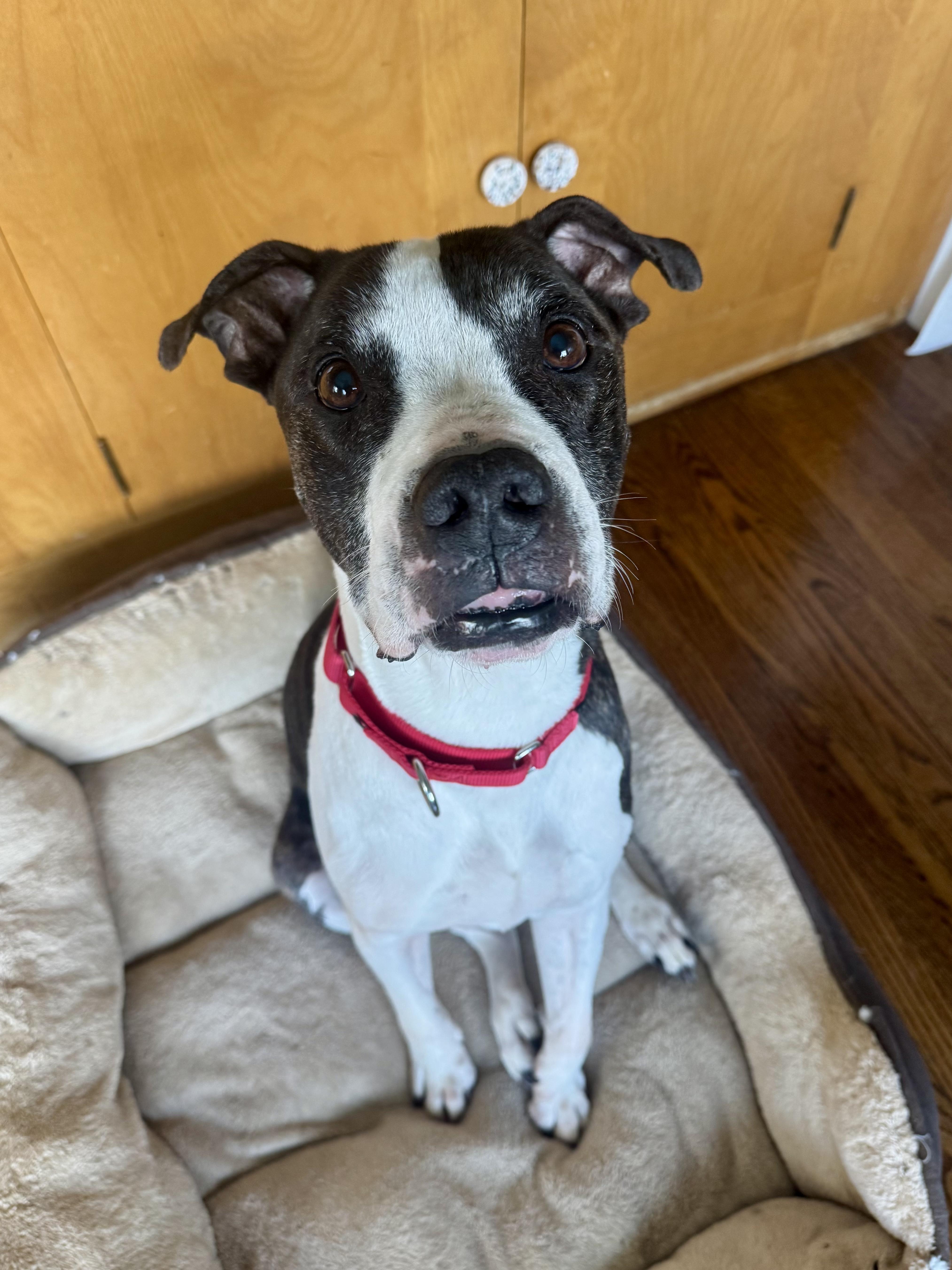 A senior medium-sized male Mixed Breed dog named Luke for adoption in Evanston, IL
