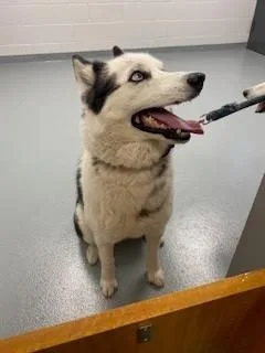 An adult large-sized male Siberian Husky dog named Blu for adoption in Saint Cloud, FL