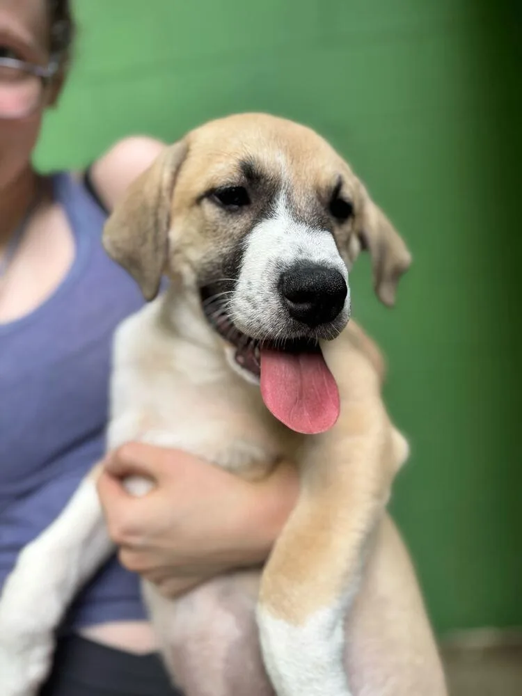A baby large-sized female Brown / Chocolate Great Pyrenees dog named Simone for adoption in Elmsford, NY