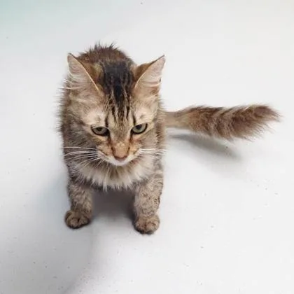 Tinker