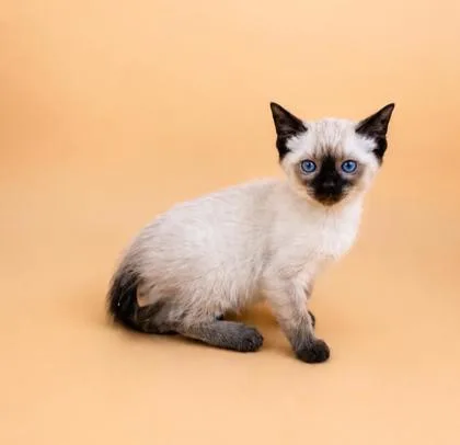 A baby small-sized female Domestic Short Hair cat named Rainier for adoption in Dahlonega, GA