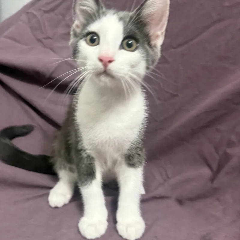 A baby small-sized male Gray / Blue / Silver Domestic Short Hair cat named Ceviche for adoption in Brea, CA