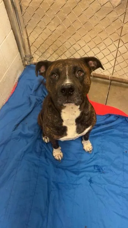 An adult large-sized male American Staffordshire Terrier dog named Shorty for adoption in Paducah, KY