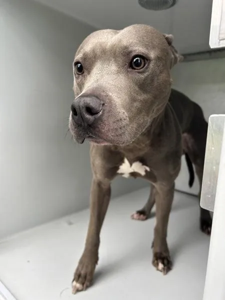 An adult large-sized male Pit Bull Terrier dog named Donkey for adoption in Virginia Beach, VA