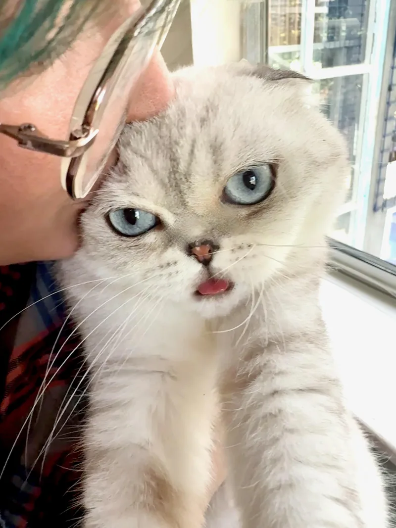 A young medium-sized female Scottish Fold cat named Luna for adoption in Davis, CA