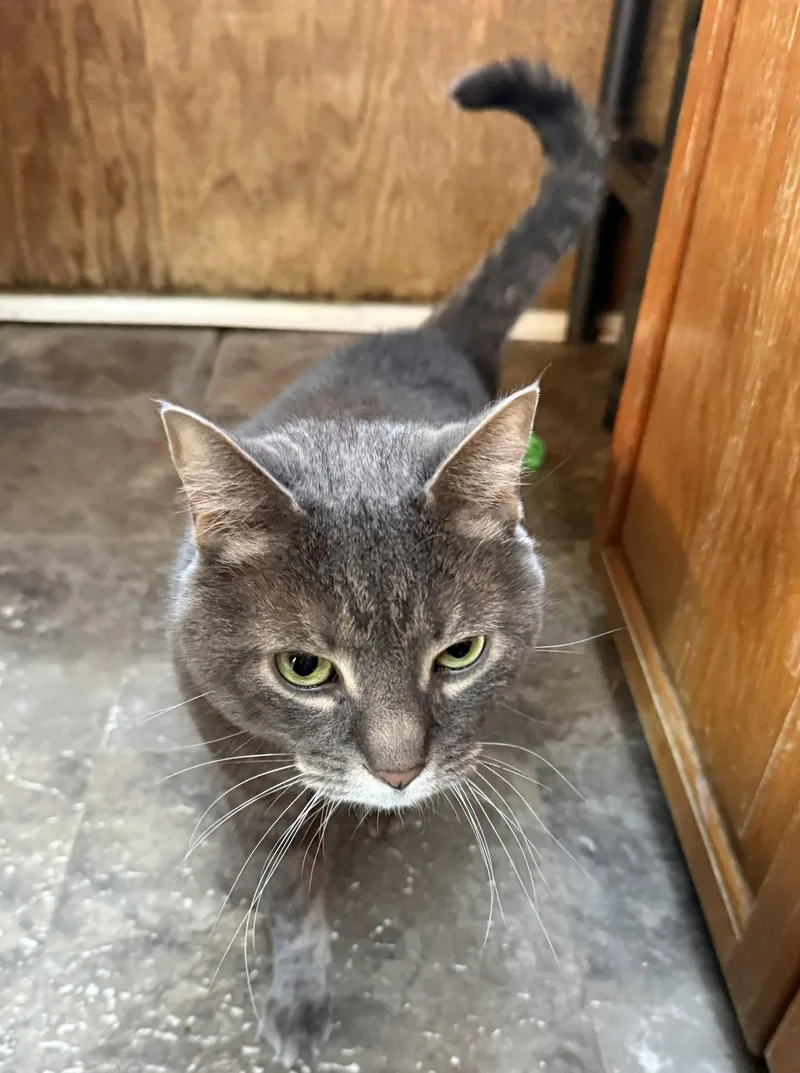 An adult large-sized male Domestic Short Hair cat named Bowie for adoption in Coatesville, PA
