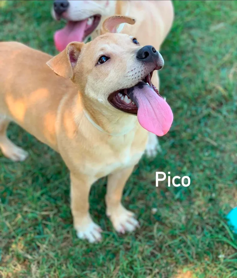 Pico