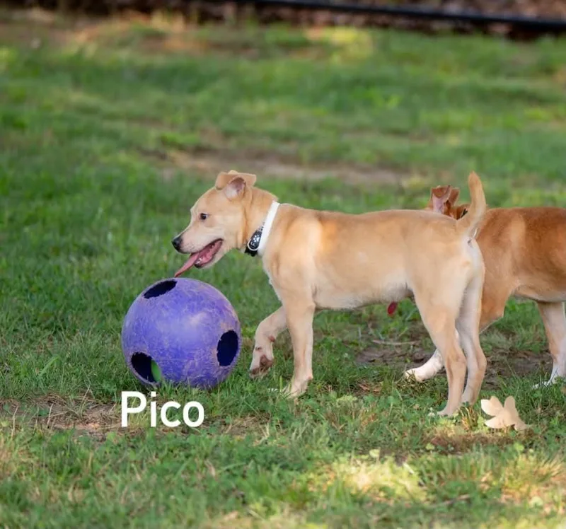 Pico thumbnail 2