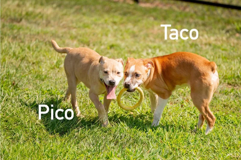 Pico thumbnail 3