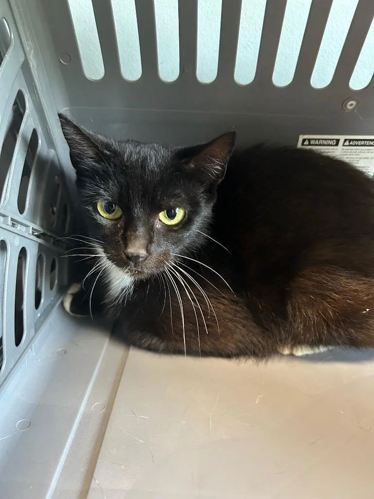 A young medium-sized female Domestic Short Hair cat named Valentina for adoption in Gautier, MS