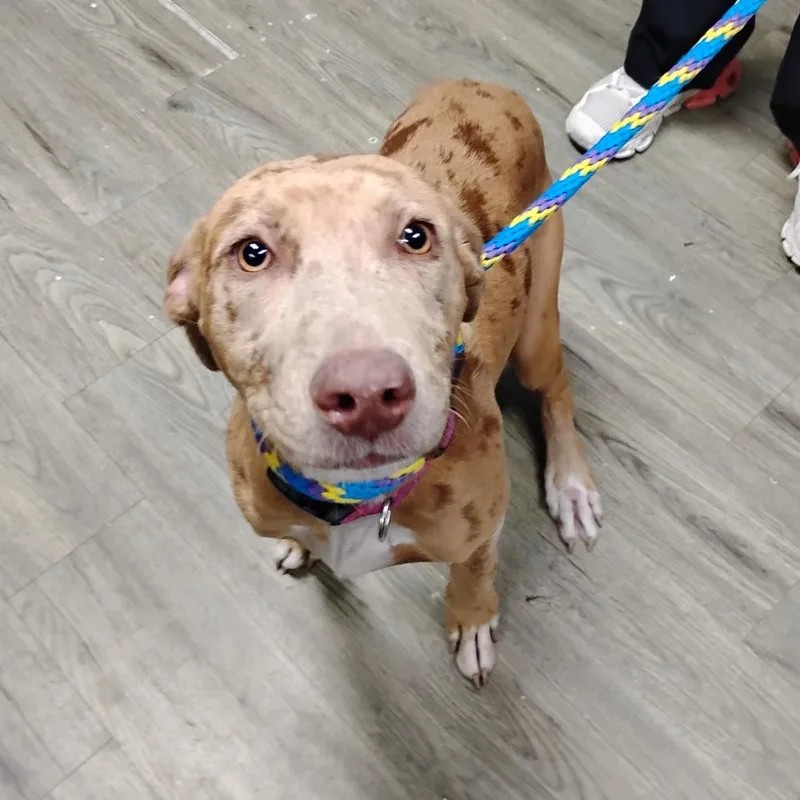 An adult medium-sized female Yellow / Tan / Blond / Fawn Mixed Breed dog named Skye for adoption in Summerville, SC
