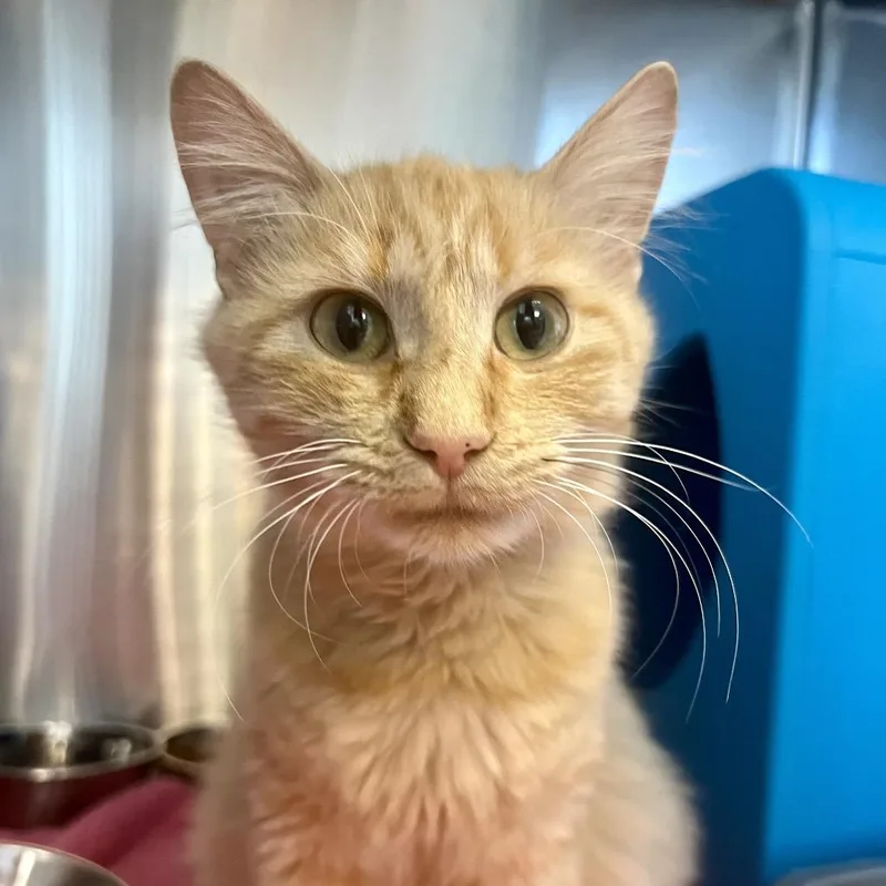 An adult medium-sized female Orange / Red Domestic Medium Hair cat named Pat for adoption in Tacoma, WA
