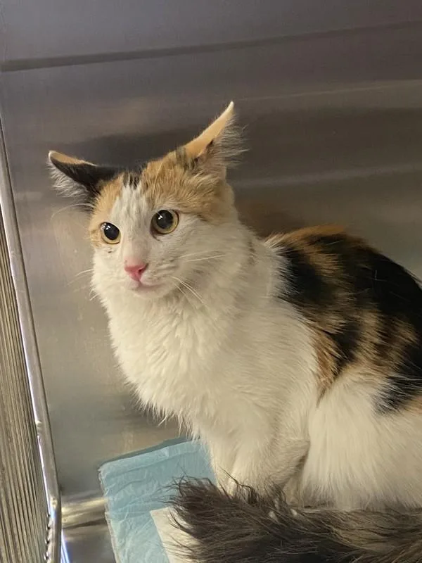 A young small-sized female Domestic Long Hair cat named Baby Love for adoption in Victorville, CA