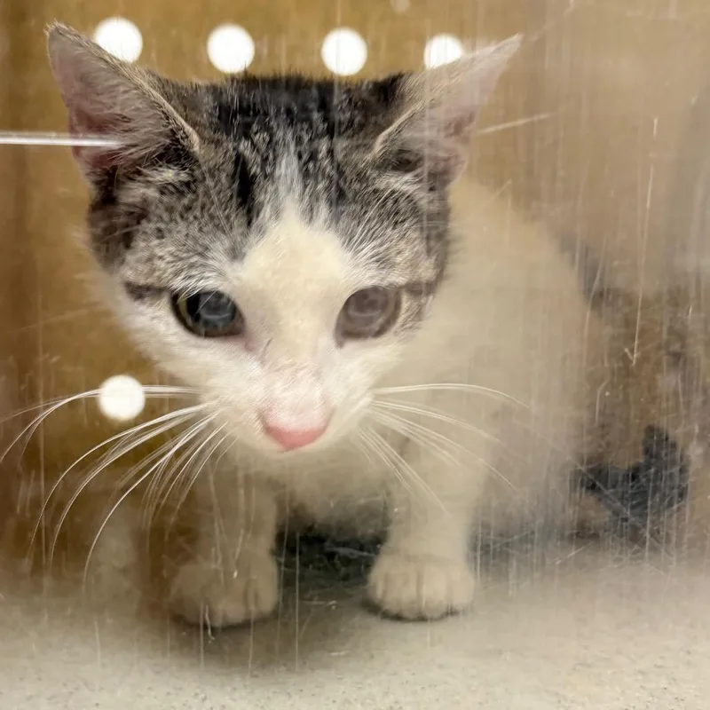 A young medium-sized female White Domestic Short Hair cat named Vera for adoption in Philadelphia, PA