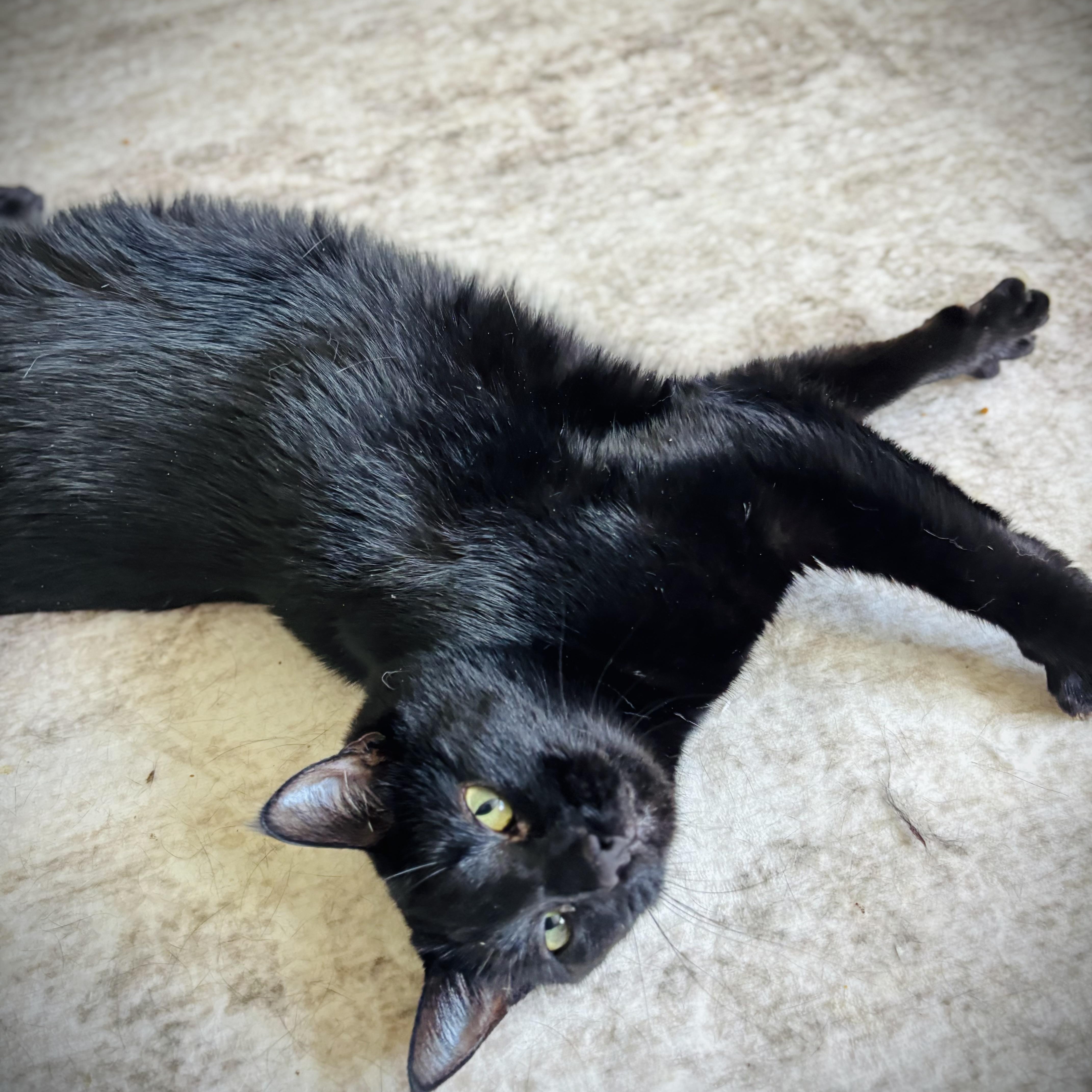 A young medium-sized female Black Domestic Short Hair cat named Jade for adoption in Buffalo, NY