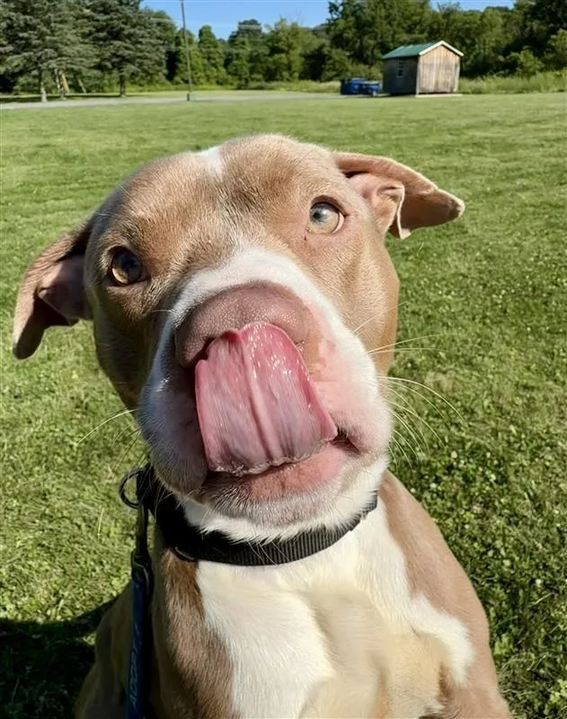 A young medium-sized male Pit Bull Terrier dog named Eddie for adoption in Gloversville, NY