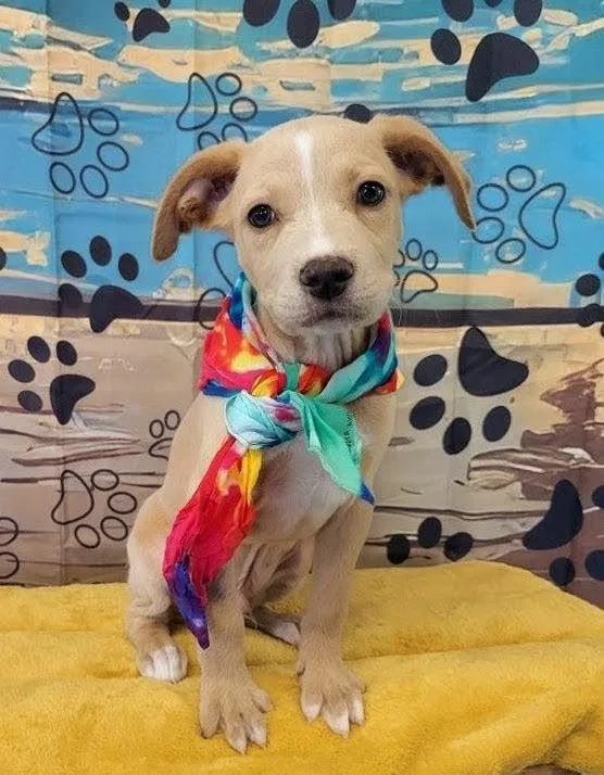 A baby small-sized male Apricot / Beige Terrier dog named Wade for adoption in Leesburg, AL