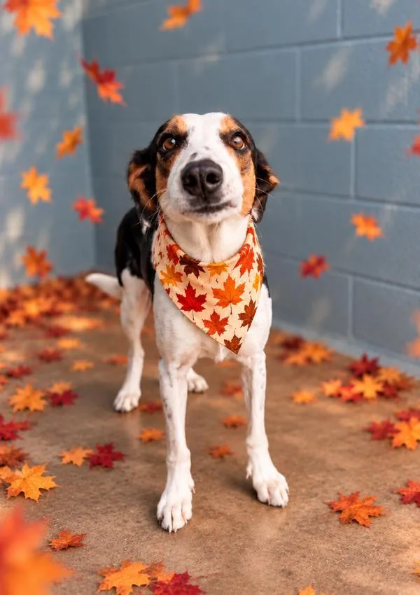 An adult medium-sized female Australian Shepherd dog named Bella Rose for adoption in Lafayette, LA