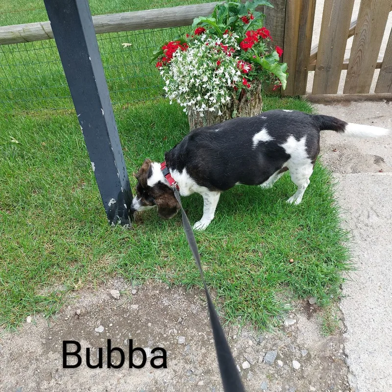 Miss Bubba thumbnail 4