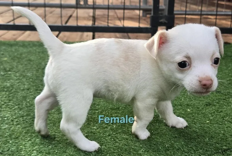 Wiggles puppies