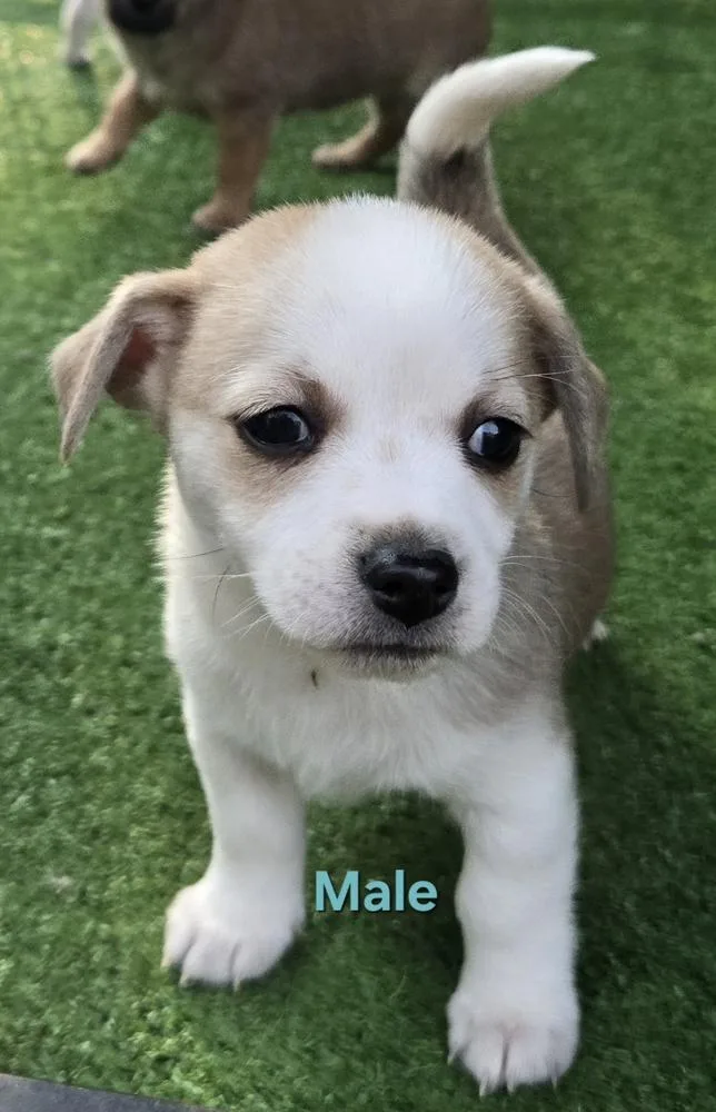 Wiggles puppies thumbnail 3