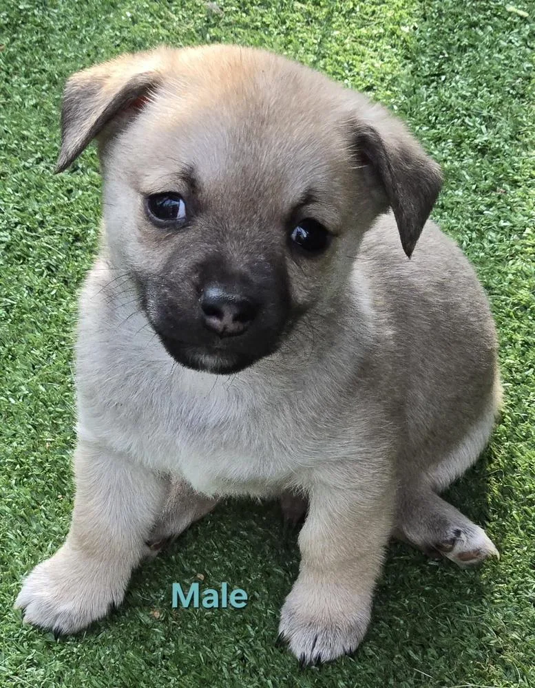 Wiggles puppies thumbnail 4