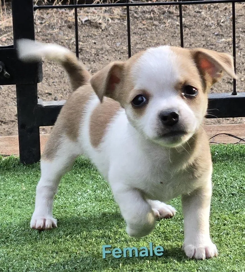Wiggles puppies thumbnail 5
