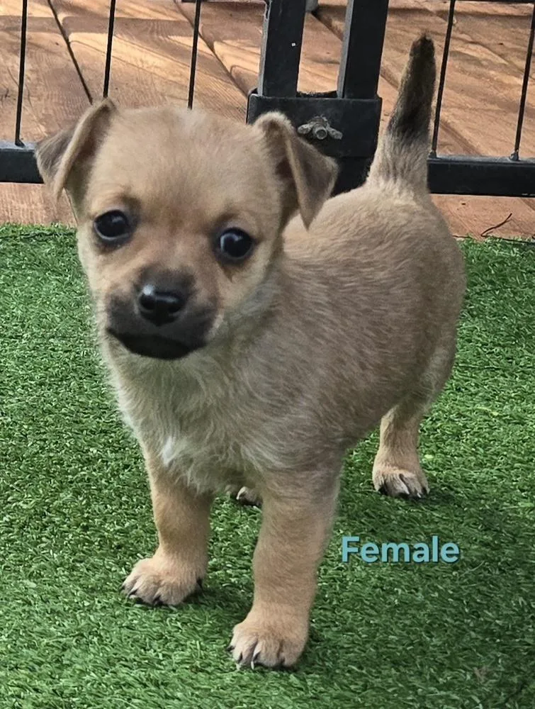 Wiggles puppies thumbnail 6