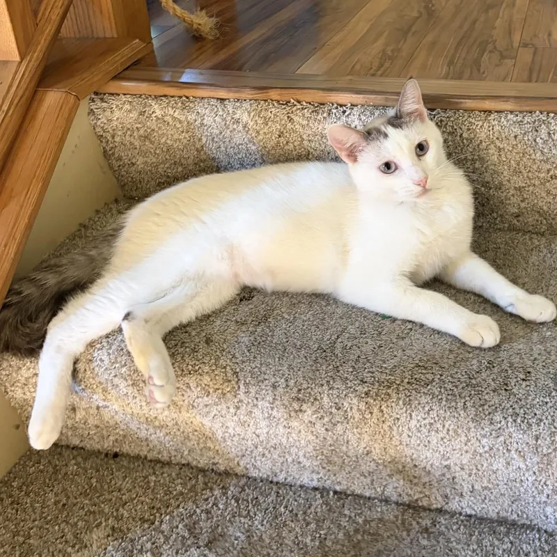 A young medium-sized male White Domestic Short Hair cat named Mochi for adoption in Chaska, MN