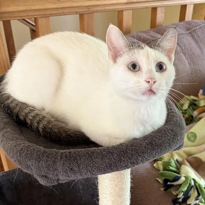 Mochi thumbnail 2