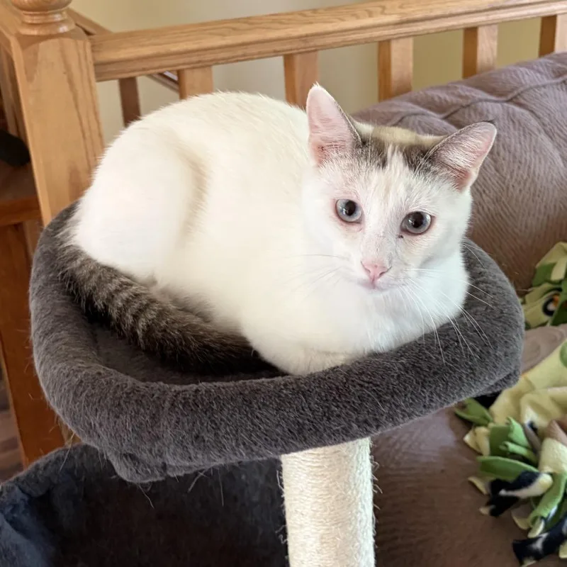 Mochi thumbnail 3