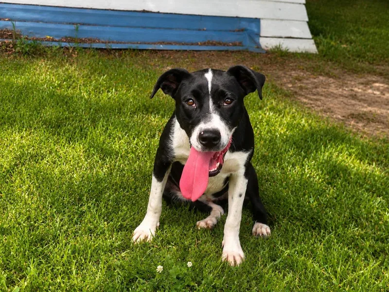 A young medium-sized female Black Hound dog named Wanda for adoption in Orangeburg, SC