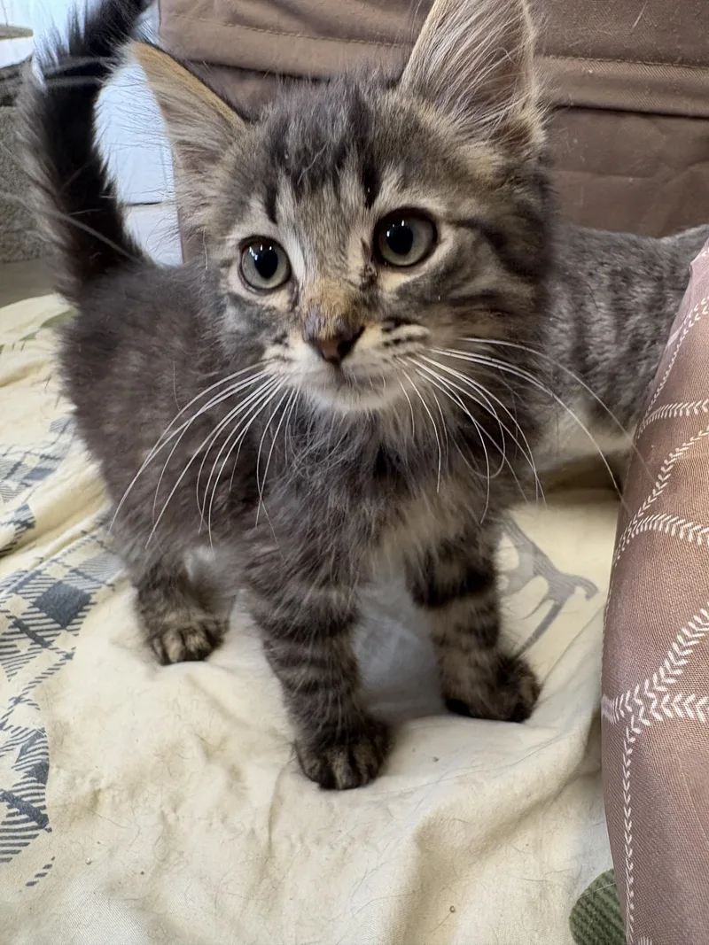 A baby small-sized male Domestic Short Hair cat named Stir Fry for adoption in Hermitage, PA