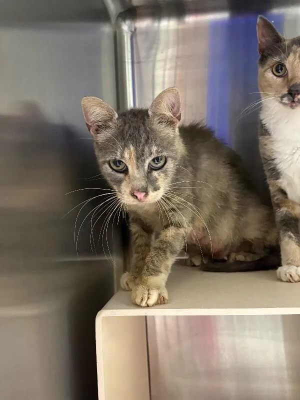 An adult medium-sized female Dilute Tortoiseshell Domestic Short Hair cat named Turtle for adoption in Burgaw, NC