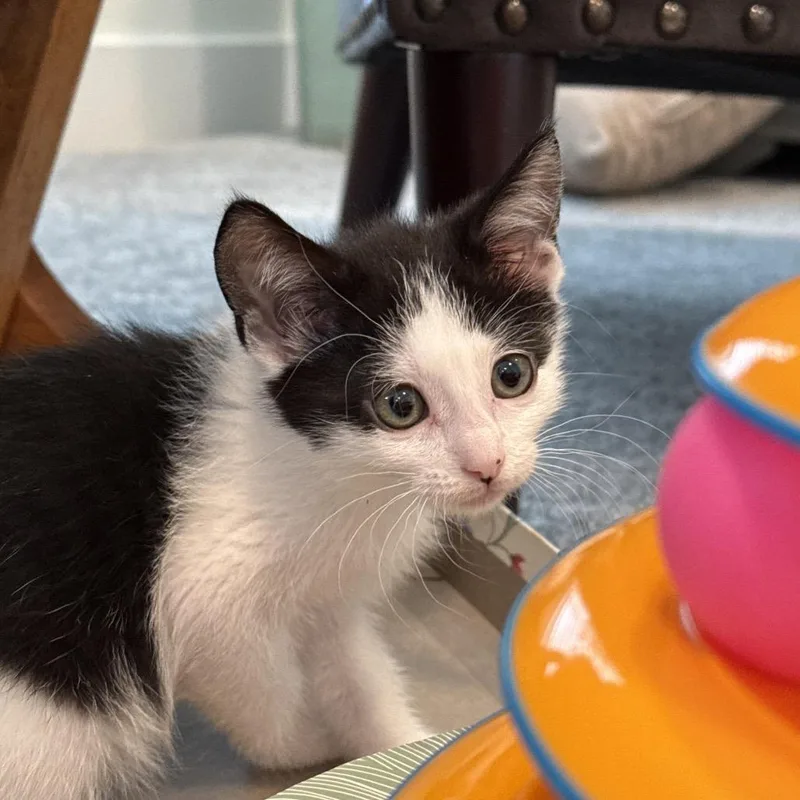 A baby small-sized female Black Domestic Short Hair cat named Brook O'Brien for adoption in Eagle Mountain, UT