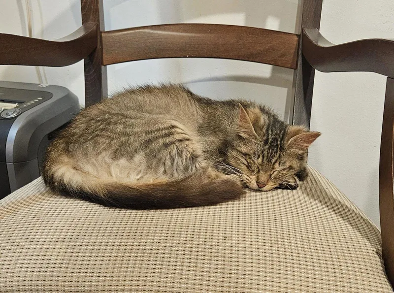 A young medium-sized female Domestic Medium Hair cat named Molly for adoption in Blairsville, GA