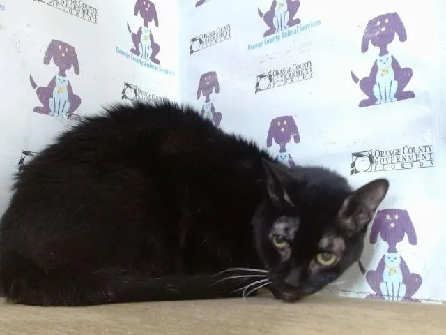 A senior small-sized male Domestic Short Hair cat named Monkey for adoption in Orlando, FL