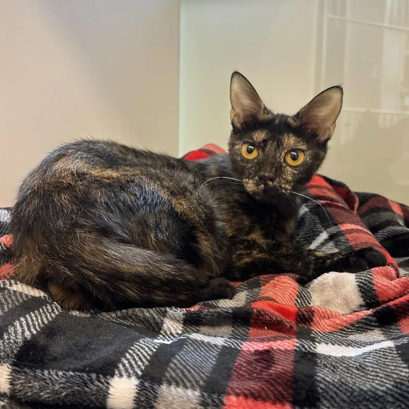 A young medium-sized female Tortoiseshell Domestic Short Hair cat named Glimmer for adoption in Beaumont, TX