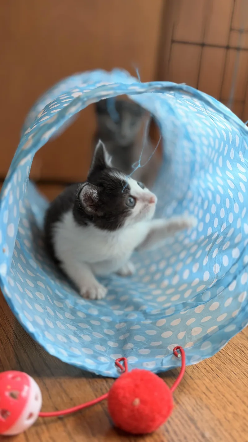 A baby medium-sized male Black & White / Tuxedo Domestic Short Hair cat named Bean for adoption in Hillsboro, OR