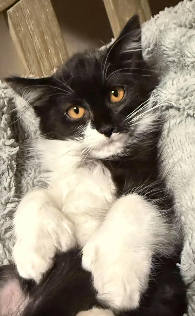 A baby small-sized female Black & White / Tuxedo Domestic Long Hair cat named Aspen for adoption in Hollister, CA