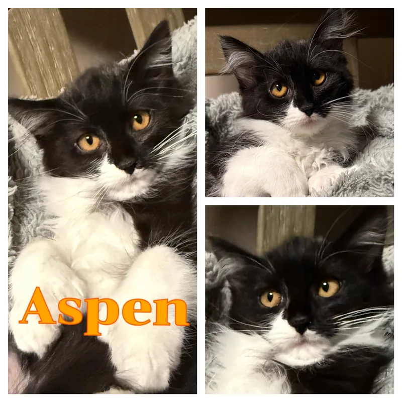 Aspen thumbnail 3