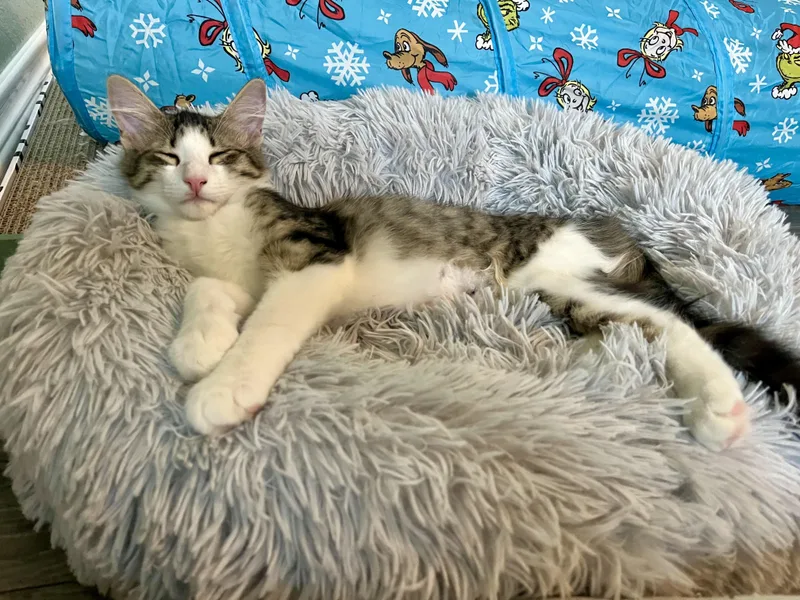 Kiwi Lapcat Lovebug thumbnail 3