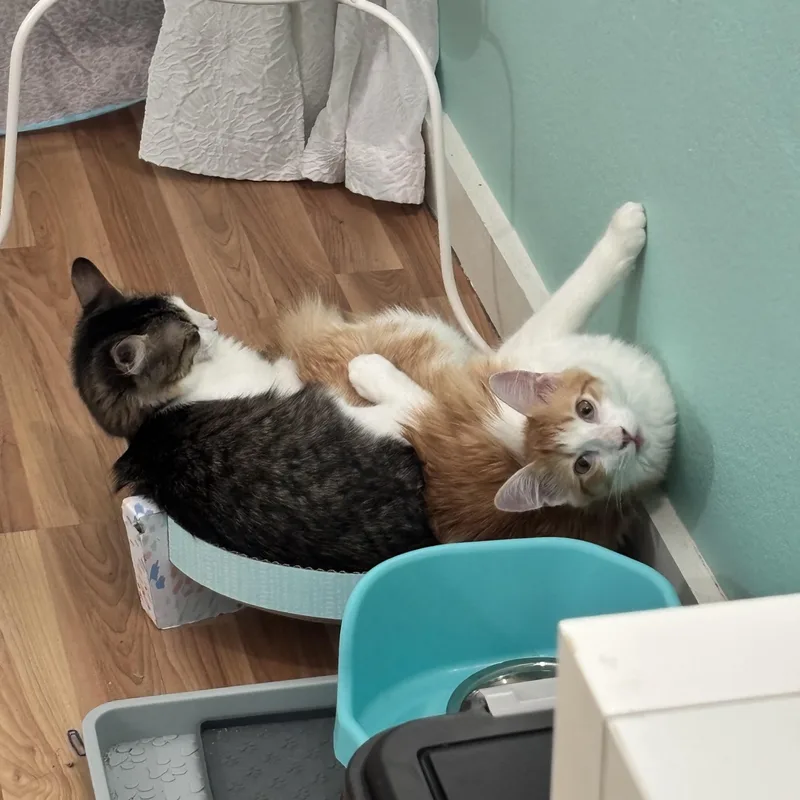 Kiwi Lapcat Lovebug thumbnail 4